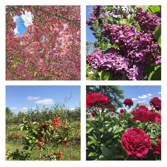 Floral Photo Digital Paper Pack Instant Download